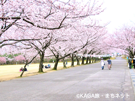 加賀市中央公園の写真